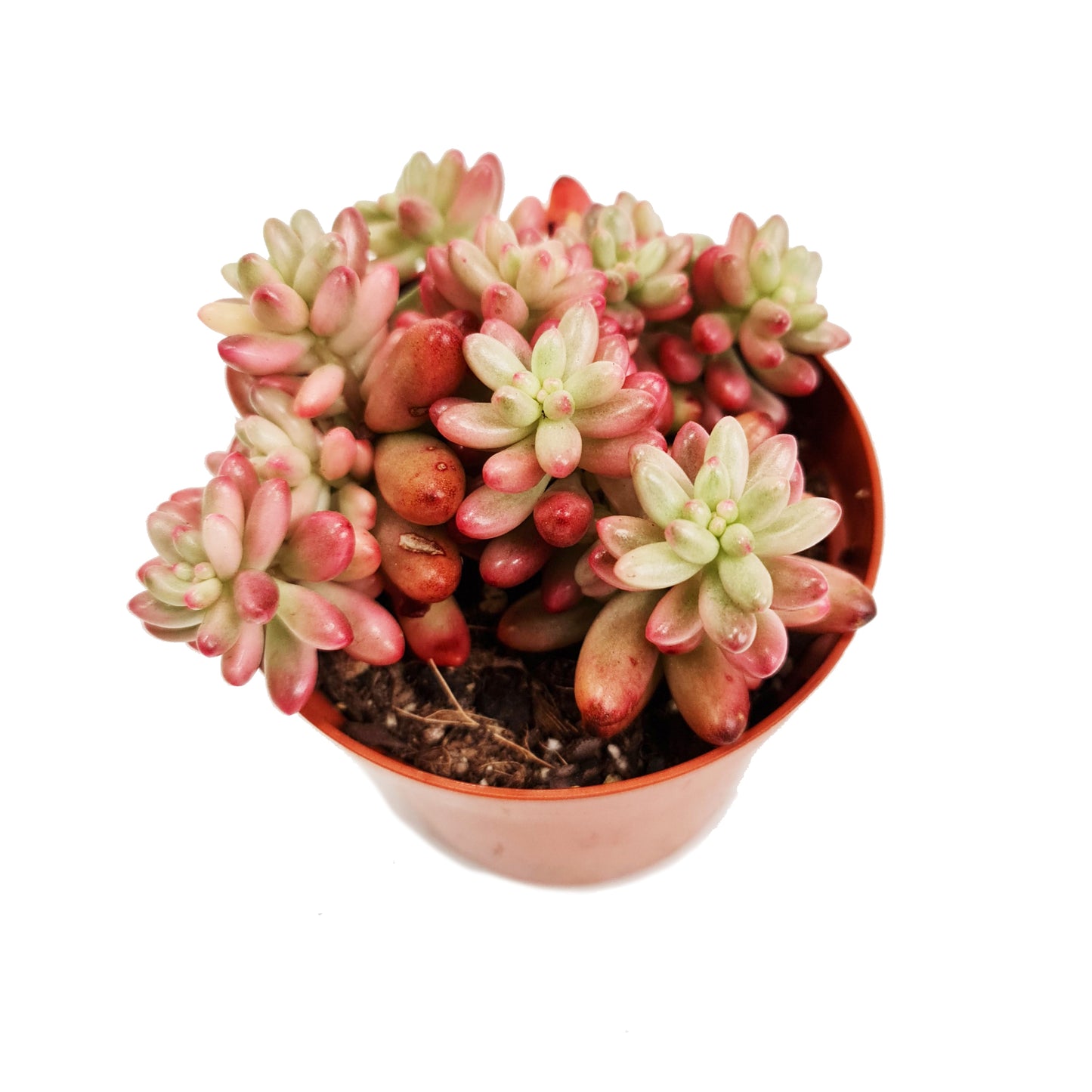 Jelly Bean Plant | Pink