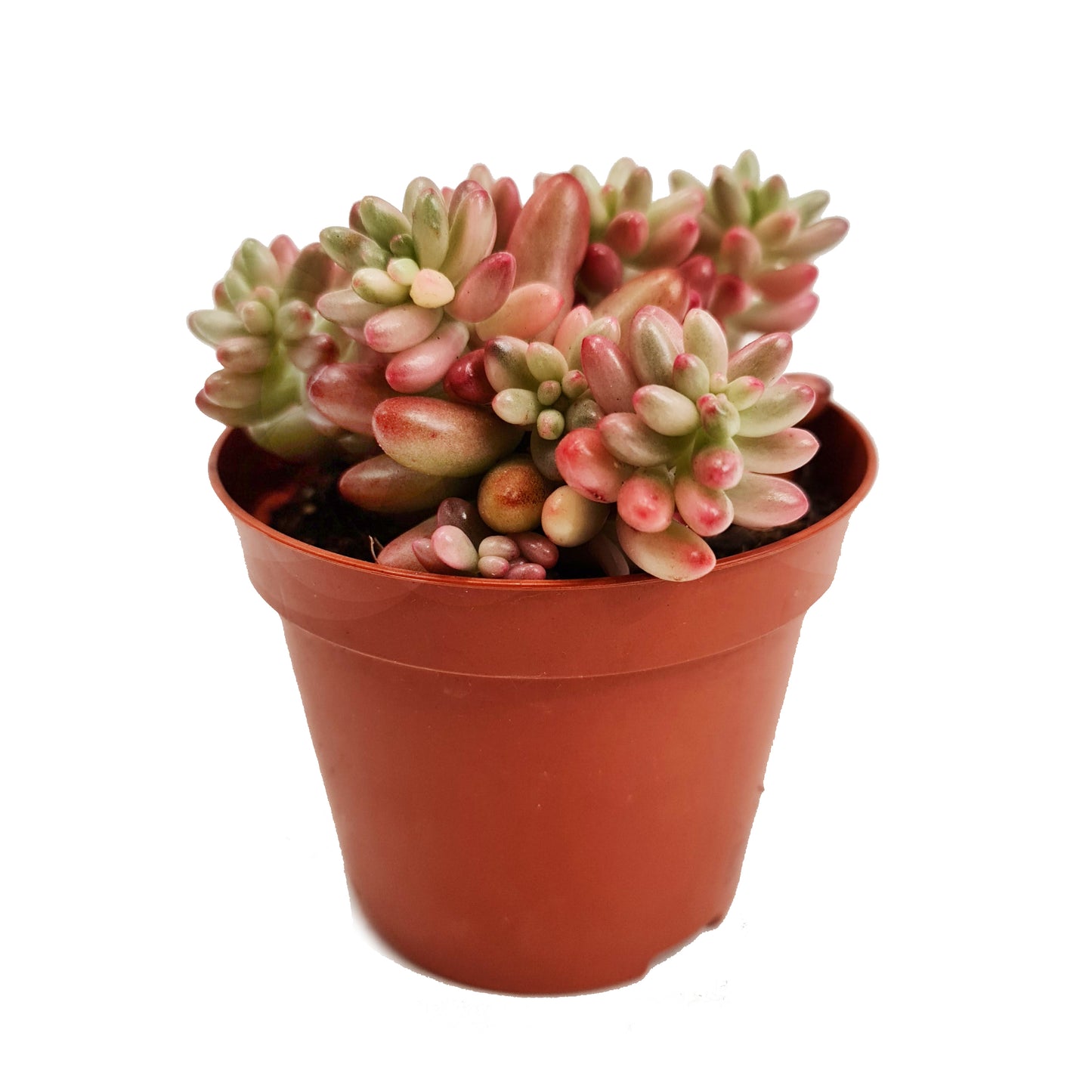 Jelly Bean Plant | Pink