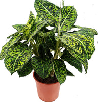 Dieffenbachia Dumb Cane Reflector