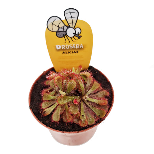 Alice Sundew | Aliciae | Potted Houseplants