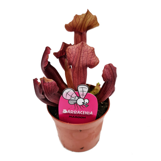 Trumpet Pitcher Plant | Fly Catcher | Maroon | Potted Houseplants
