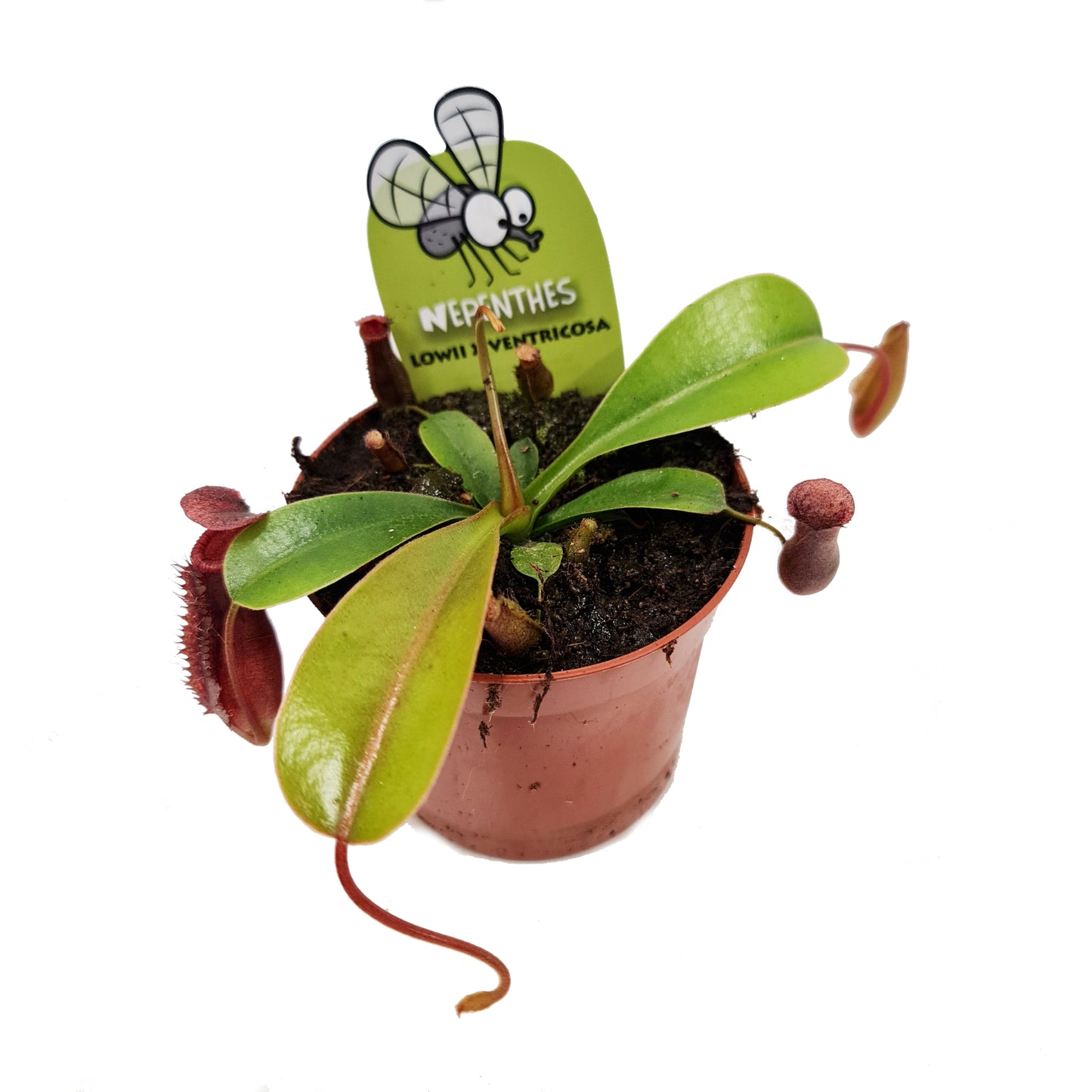 Monkey Jars | Lowii Ventricosa