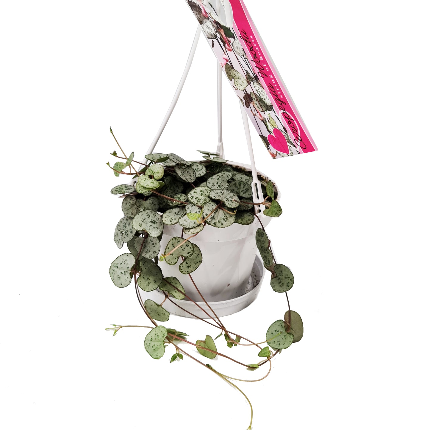 String Of Hearts | Woodii