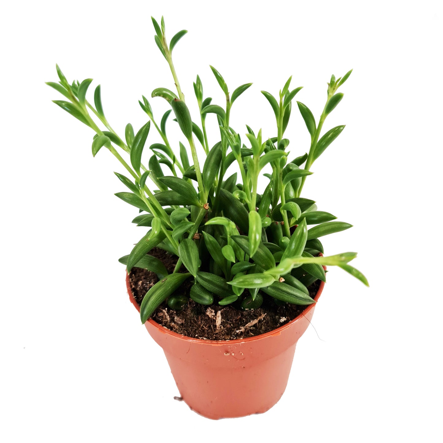 String Of Beans