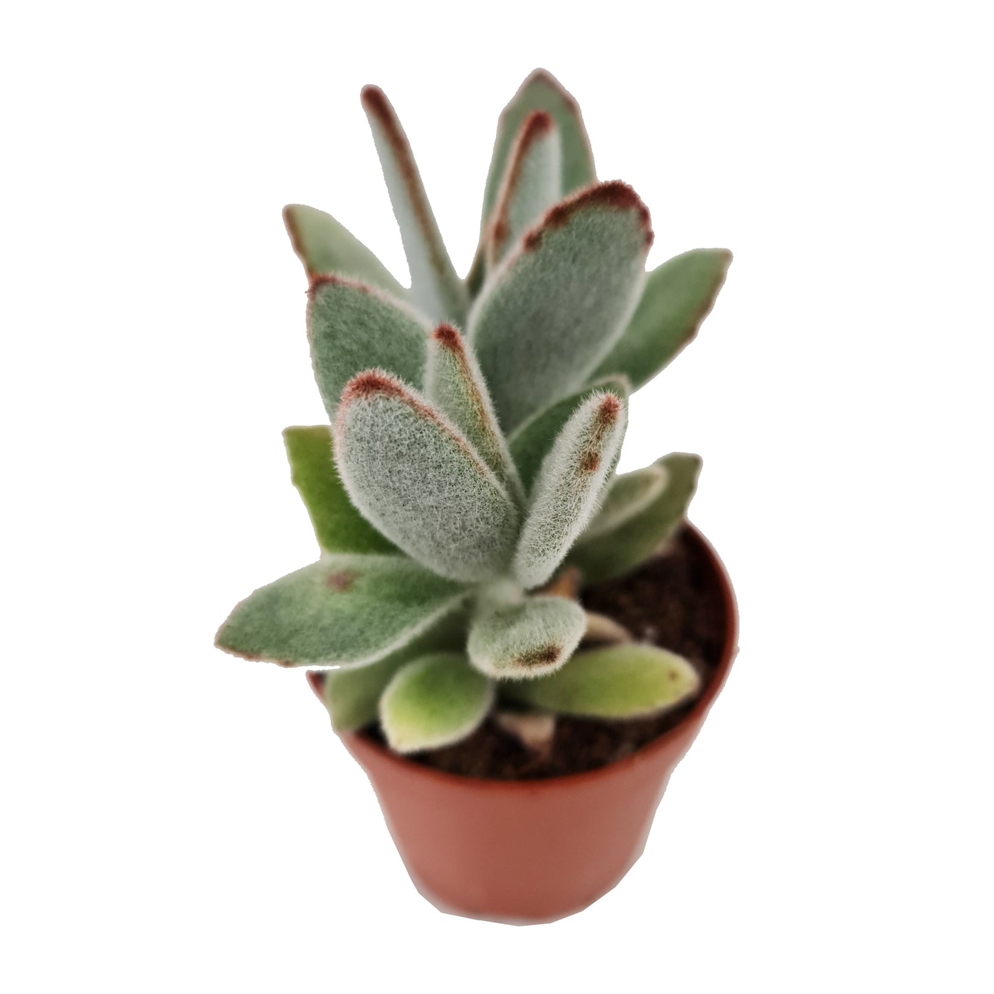 Panda Plant | Nigra