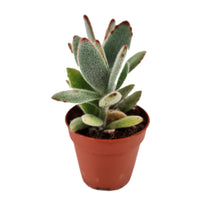 Panda Plant | Nigra