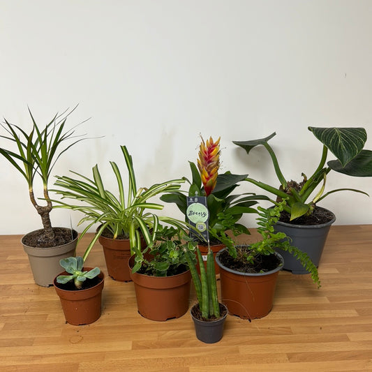 Rescue Me! Box K | Indoor Plants