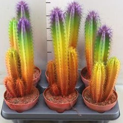 Blue Column Cactus | Rainbow | Potted Houseplants