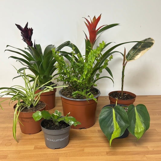 Rescue Me! Box F | Indoor Plants