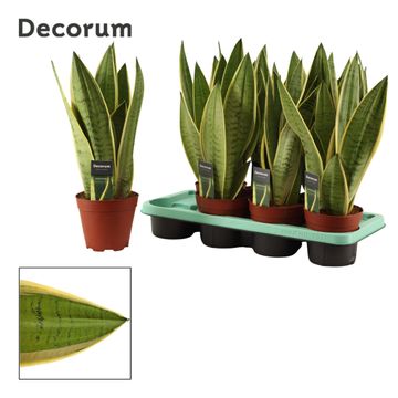 Snake Plant | Snow White | Potted Houseplants