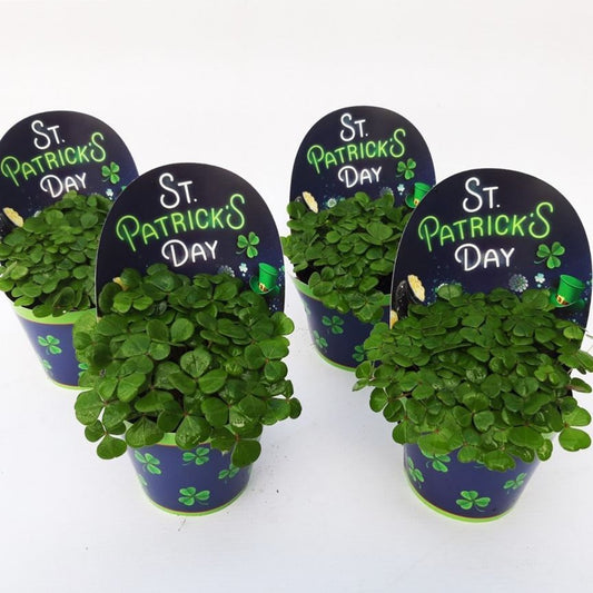 Shamrock | Green | St Patricks Day! | Plant Gift Sets & Gift Ideas