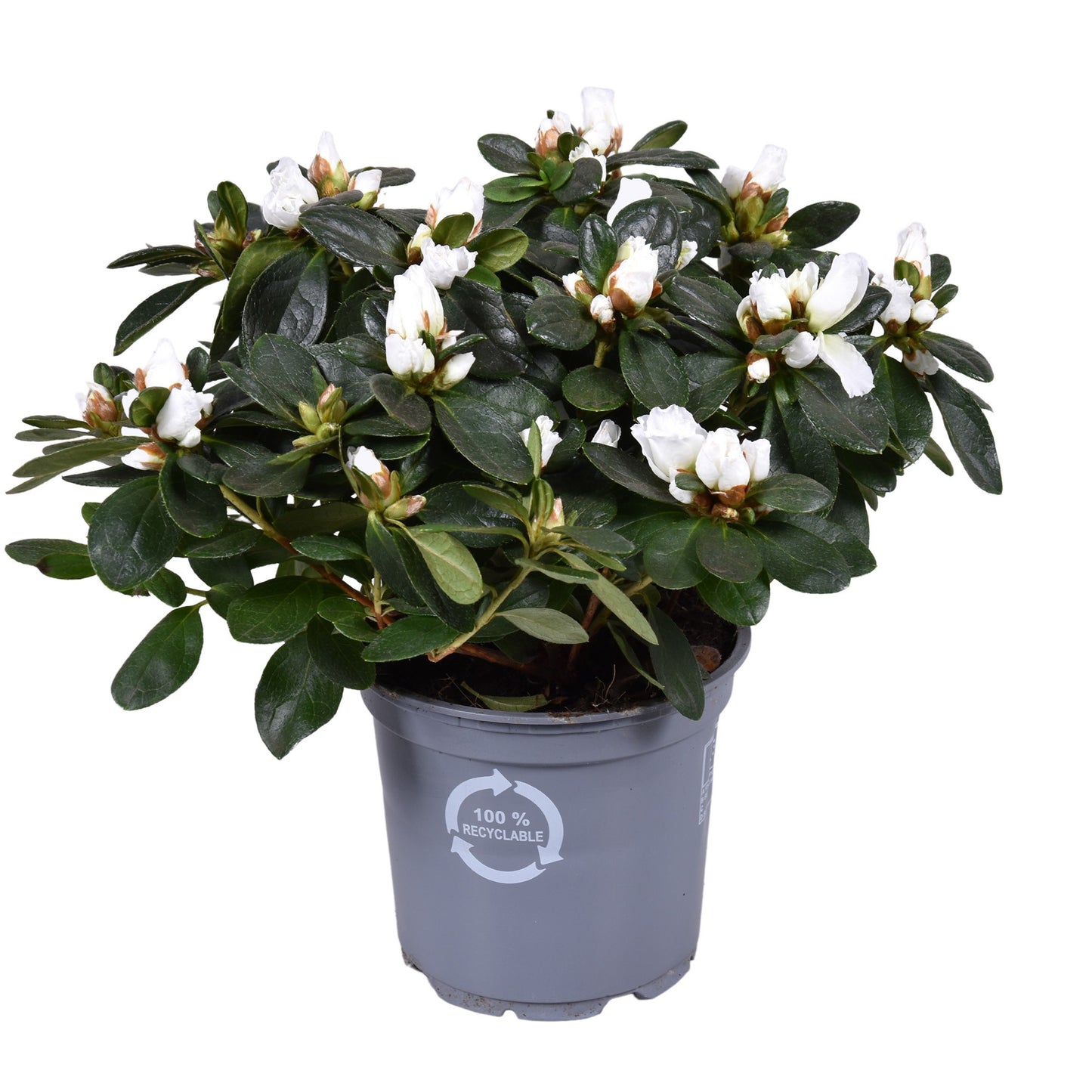 Flowering Azalea | White