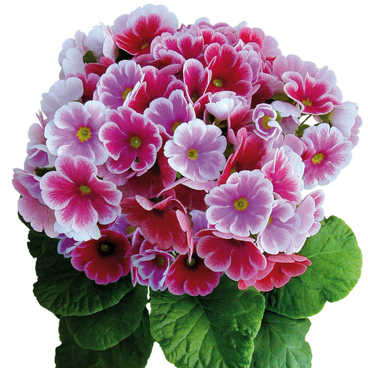Primula | Touch-me Pink | Garden & Outdoor Plants