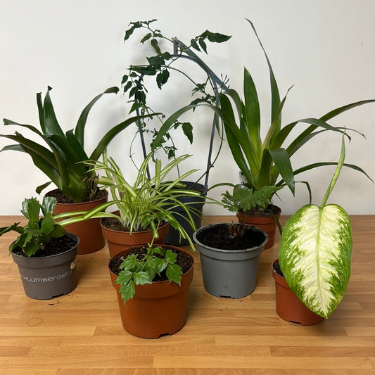 Rescue Me! Box Q | Indoor Plants