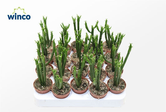 Cat Tail | Potted Houseplants