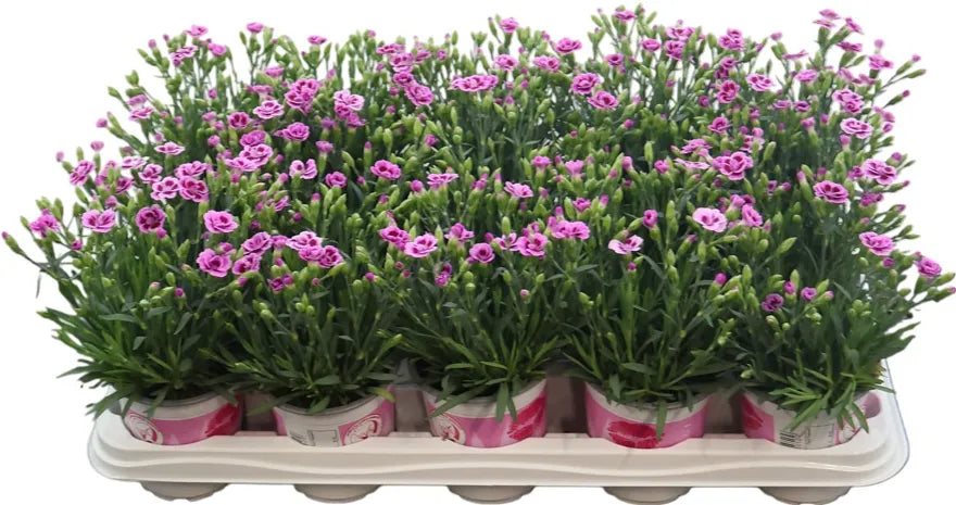 Pinks | Pink Butterfly | Outdoor Plant