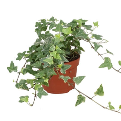 English Ivy | Tamara