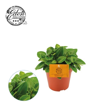 Radiator Plant | Pixie