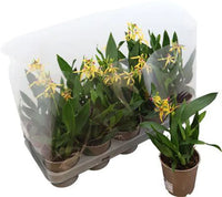 Upside Down Orchid | Encyclia Yellow | Rare Orchid