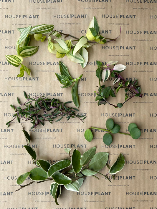 Chop and Prop Set 7 | Unrooted Cuttings | Perfect Plants for Under £30