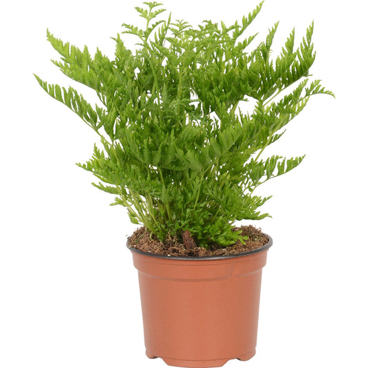 Pteris Fern | Straminea |