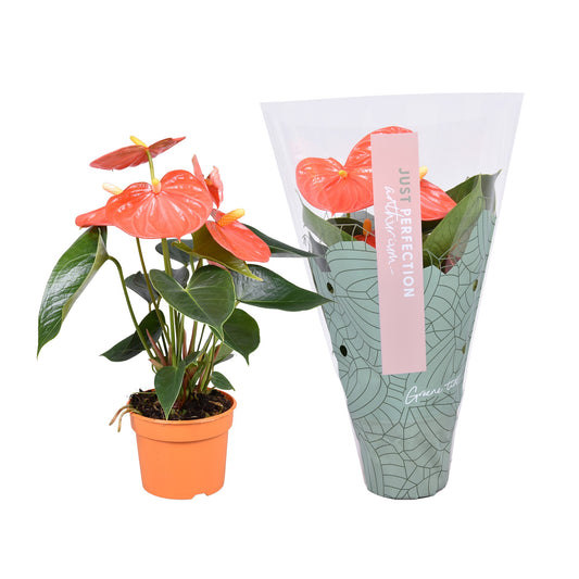 Flamingo Flower | Prince Of Orange | Potted Houseplants