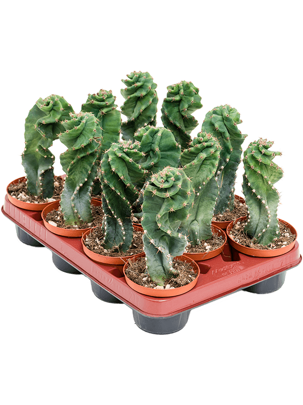 Spiral Cactus