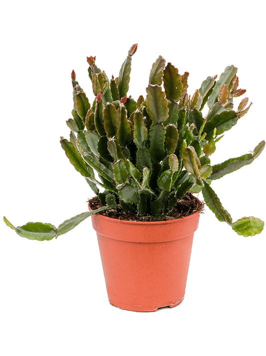 Mistletoe Cactus | Agudoensis | Large Leaf Plants
