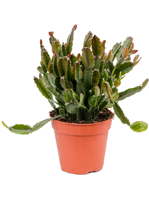 Mistletoe Cactus | Agudoensis | Hard To Find
