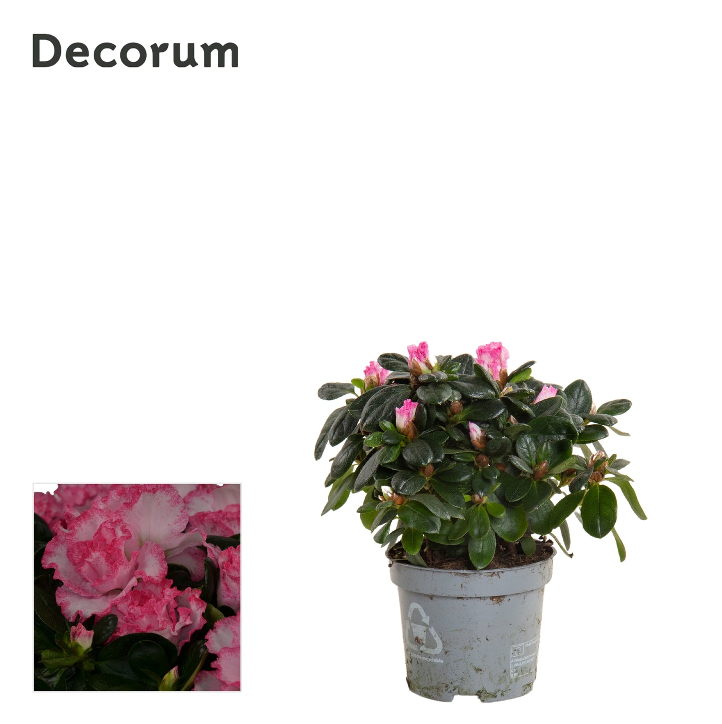 Flowering Azalea | Bicolour Pink & White