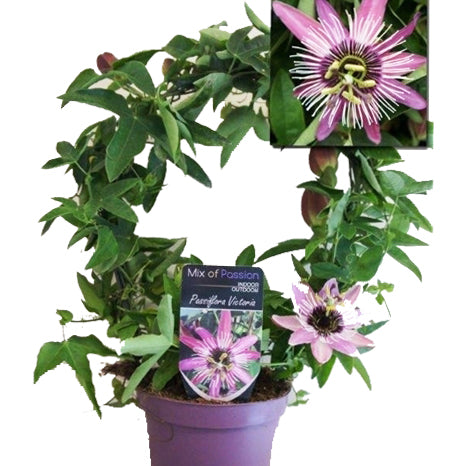 Passion Flower Plant | Victoria | Potted Houseplants