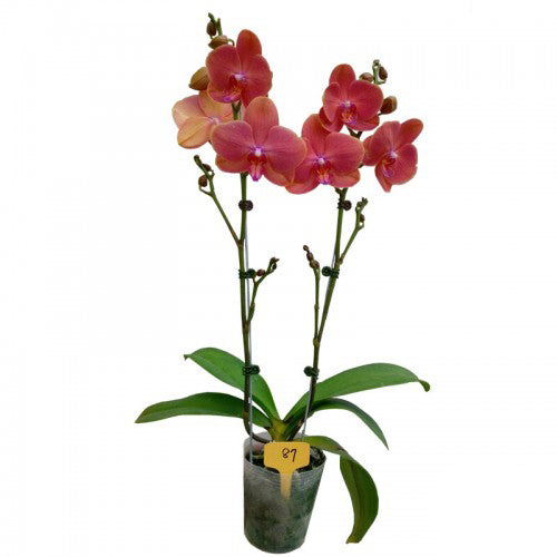 Phalaenopsis Orchid | Papaya | Potted Houseplants