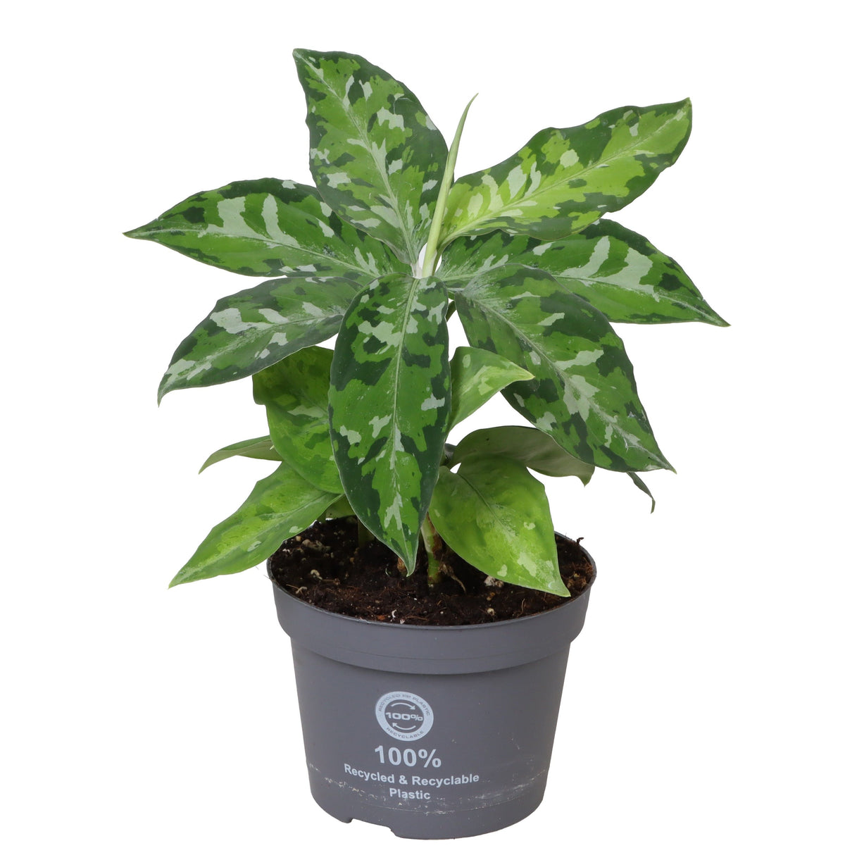 Chinese Evergreen | Pictus Tricolour | Hard To Find