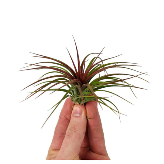 Air Plant | Rainforest Red | Potted Houseplants