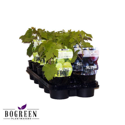 Grape Vine