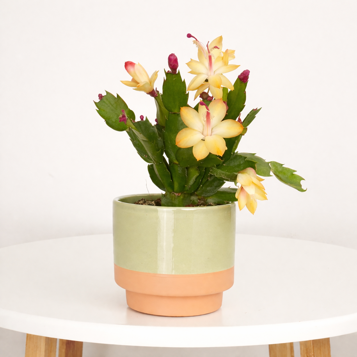 Flowering Cactus | Custard Cream