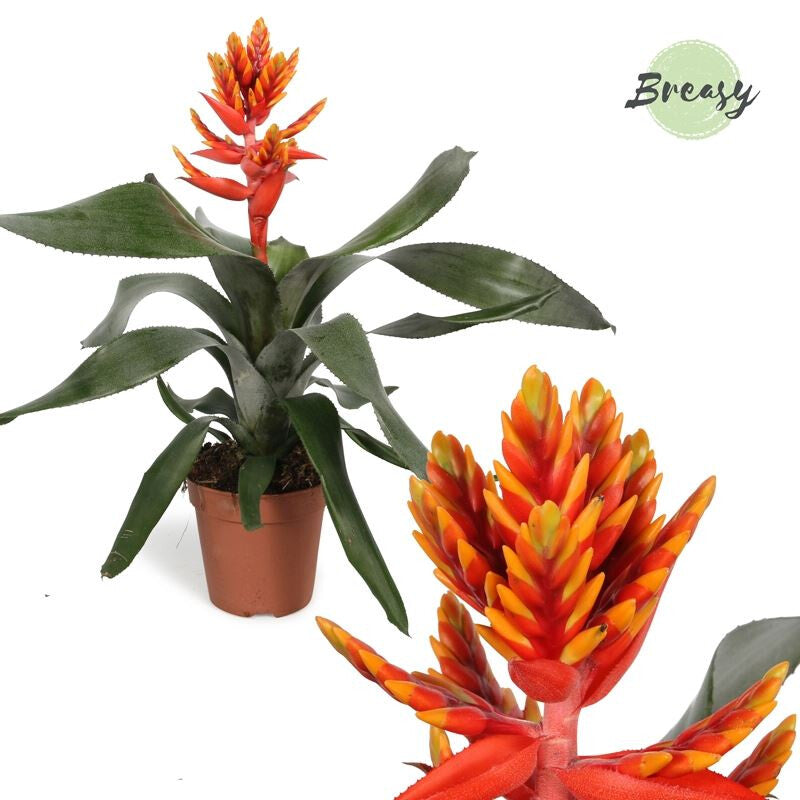 Aechmea | Pepita Flame Orange