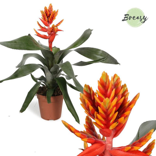 Aechmea | Pepita Flame Orange | Potted Houseplants