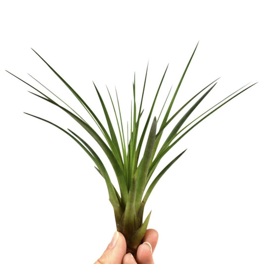 Air Plant | Melanocrater | Potted Houseplants
