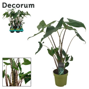 Elephant Ear | Siberian Tiger | Potted Houseplants