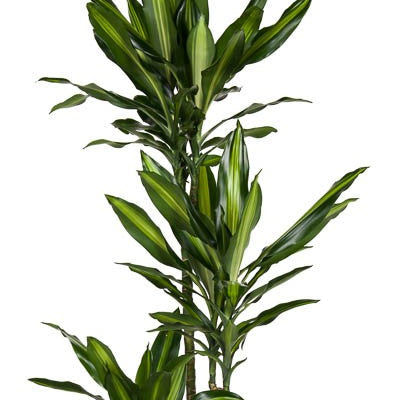 Corn Plant | Cintho