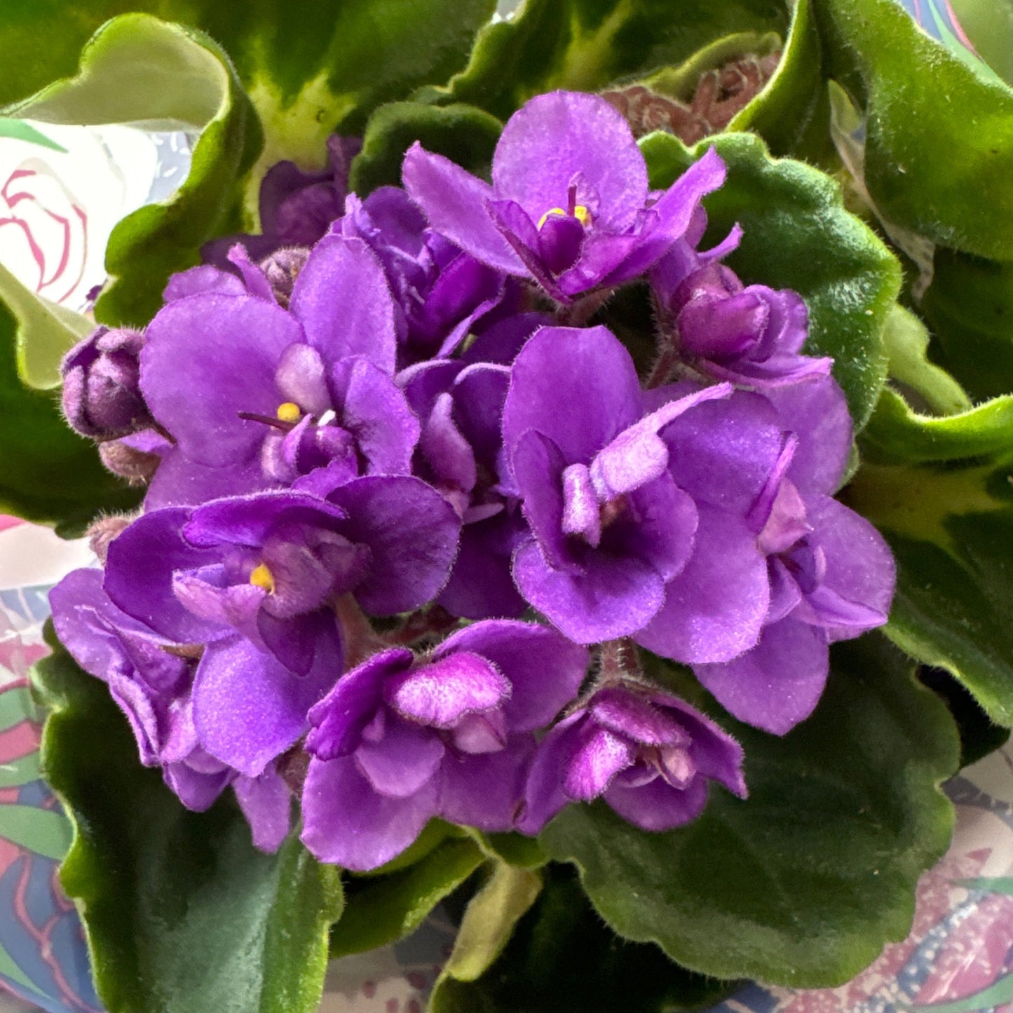 African Violet | Double Grape