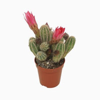Peanut Cactus | Ubink Cerise