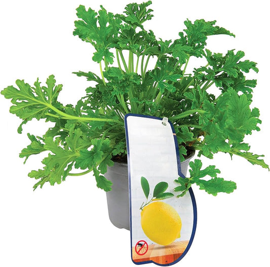 Lemon Geranium | Potted Houseplants