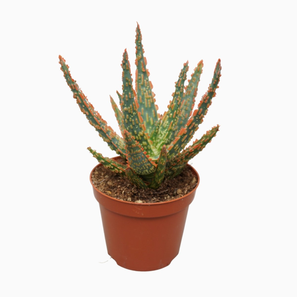 Aloe Vera | Dannyz