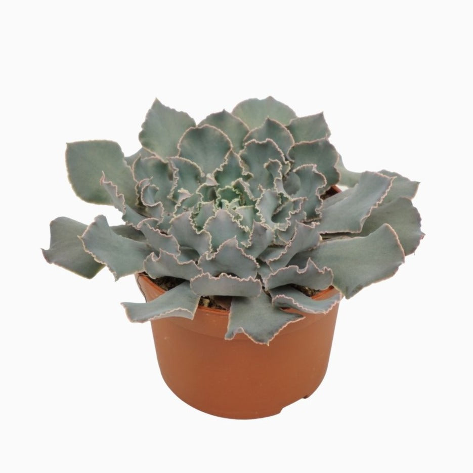 Echeveria | Shaviana