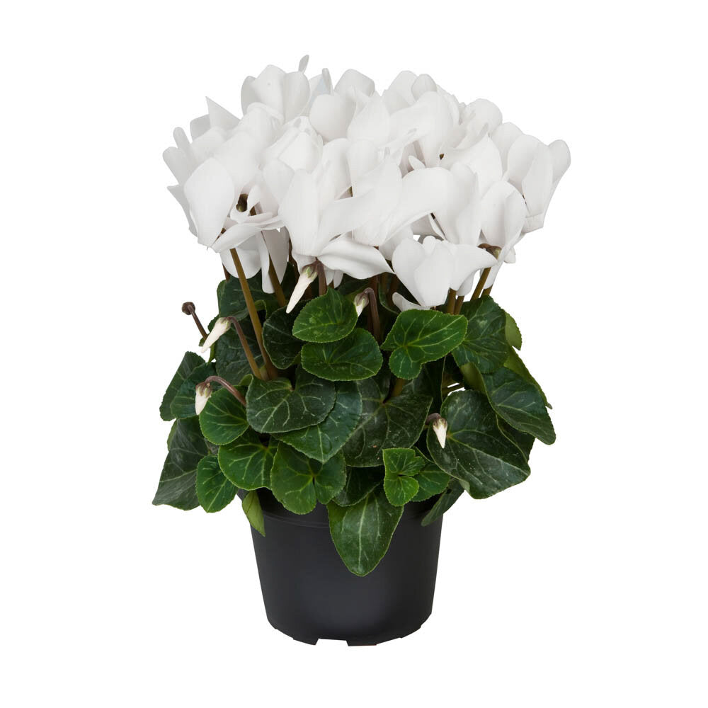 Cyclamen | Allure White
