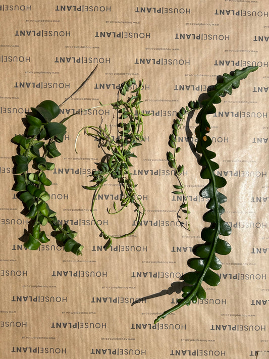 Chop and Prop Set Strings and Things | Unrooted Cuttings | Perfect Plants for Under £30