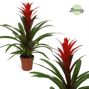 Bromeliad | Guzmania | Red | Potted Houseplants