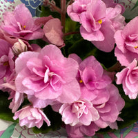 African Violet | Double Pink